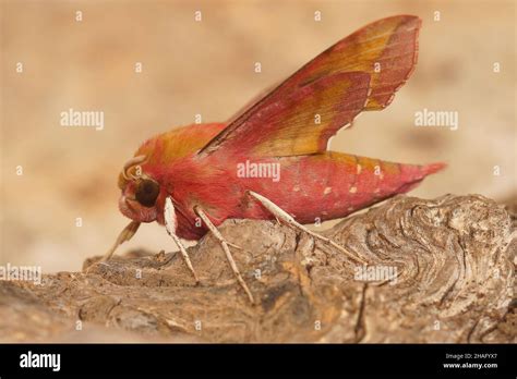 Closeup of the colorful pink Small Elephant Hawk-moth , Deilephila ...