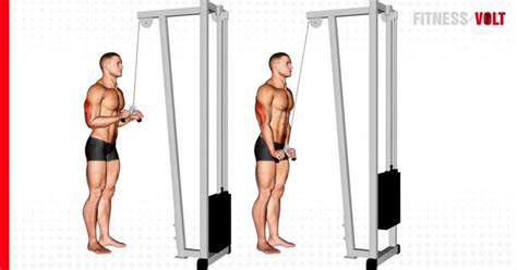 The Cable Triceps Pushdown Exercise Guide & Videos – Fitness Volt