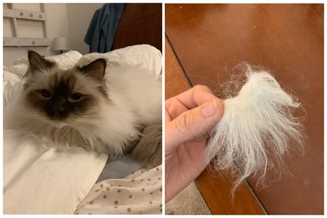 What To Do If Your Ragdoll Cat Bites You – CatsInfo