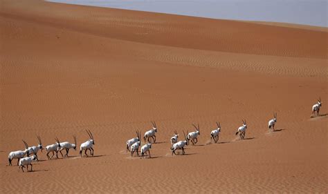 In pics: Arabian Oryx Sanctuary - Arabian Business: Latest News on the ...