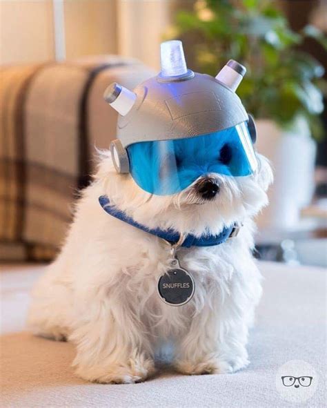 PsBattle: This dog wearing a helmet and tag that reads Snuffles. : r/photoshopbattles