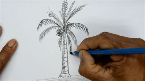 How to Draw a Coconut Tree - YouTube