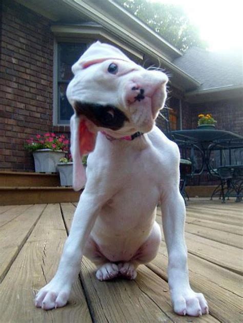 Bulldog puppy tilting its head - Teh Cute