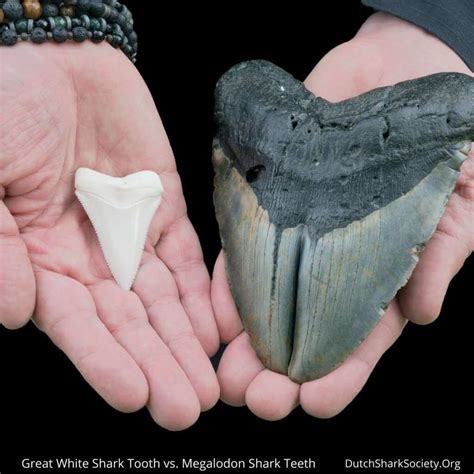 All 93+ Images Megalodon Tooth Compared To A Great White Tooth Full HD ...