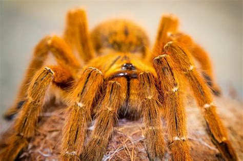 Orange Baboon Tarantula: Care, Info, Pictures & More | ThePetFAQ