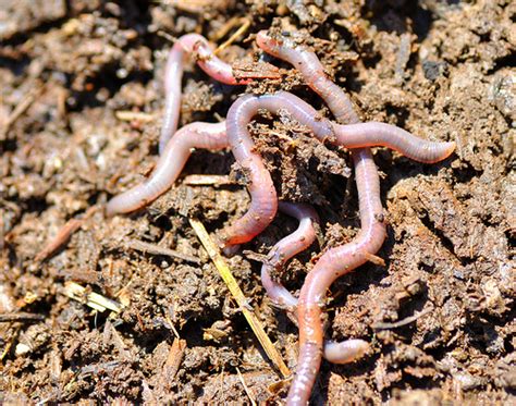 Let Worms Till Your Garden Beds - FineGardening