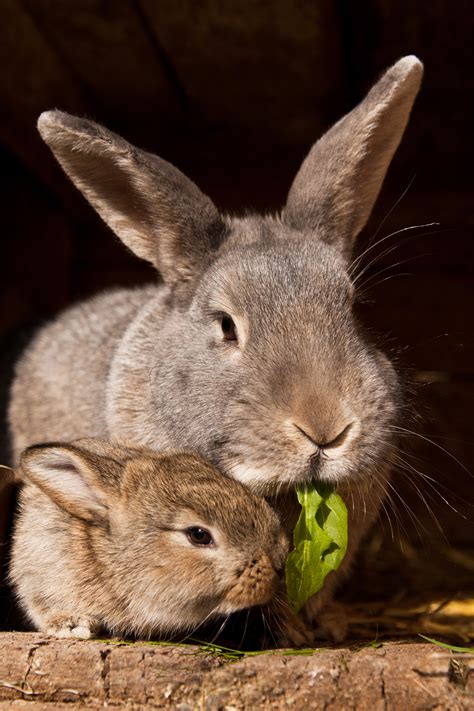 6 Main Reasons Why Rabbits Eat Their Babies (Tips to Stop)