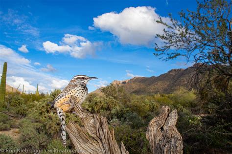 Cactus Wren | Tucson, Arizona. | Photos by Ron Niebrugge