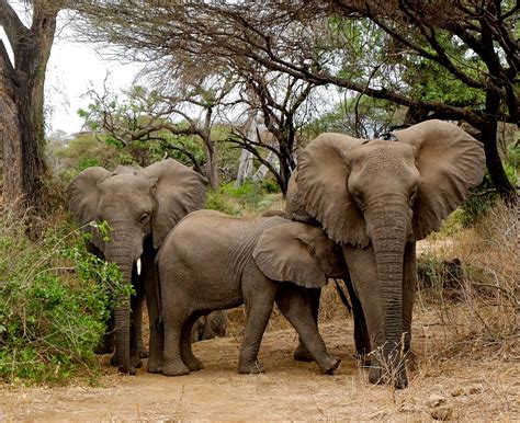 Tanzania; Wildlife at its Best - Nada Al Nahdi