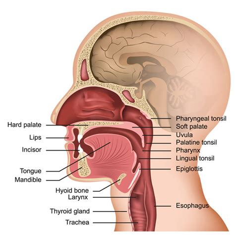 Larynx CT Imaging Guide Complete Guide - Medical Professionals