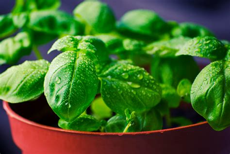 Free stock photo of basil, grow, herbs