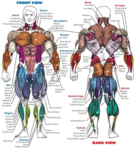 Muscle Anatomy Bodybuilding Book Muscle Anatomy Book Human Anatomy Diagram | Dragon ball art ...