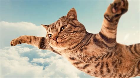 Flying cat [2560×1440] : wallpapers