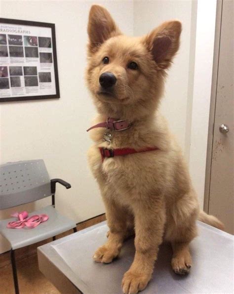 German Shepherd/golden retriever mix : r/aww