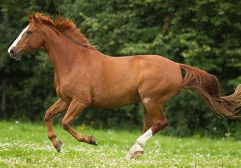 Datos del Caballo de Castaño con Imágenes | HorseBreedsPictures.com | Tech Blog