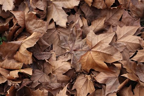 Banco de imagens : árvore, ramo, plantar, madeira, flor, pétala, outono ...