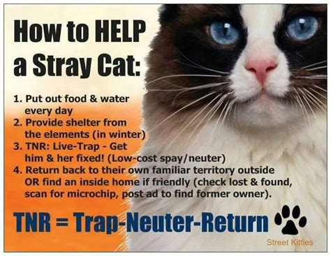 Pin by Black Cats RULE! on ~ANIMAL AWARENESS~ | Cats, Feral cats, Stray cat