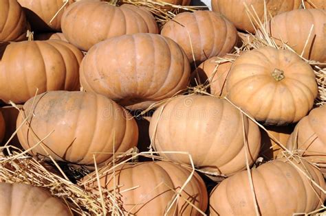 Gourd pumpkins stock photo. Image of fall, halloween - 34922550