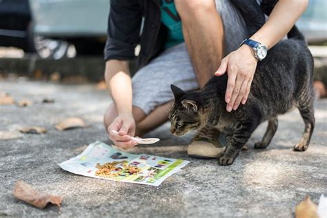 Tips On What To Feed A Stray Cat- Food options for it. - HereKitt.com