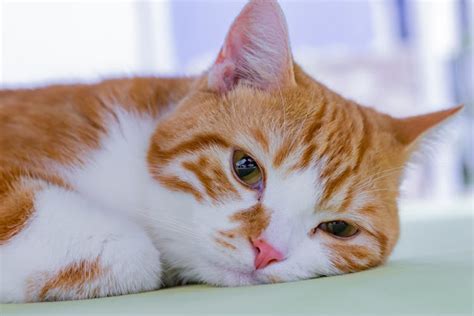 Feline Panleukopenia Virus (Distemper): Symptoms & Risk Factors | Pawlicy Advisor