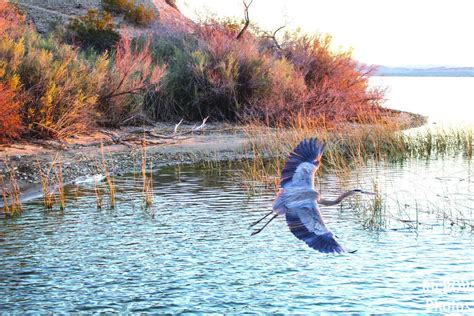 Photos: Wildlife in Lake Havasu City | Galleries | havasunews.com