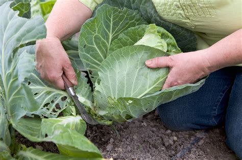 How to Grow Cabbages - gardenersworld.com