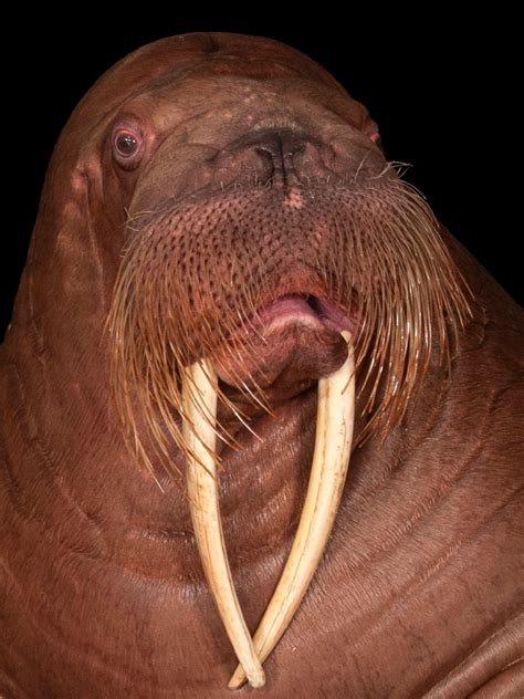 Top 189+ Biggest animal tooth in the world - Merkantilaklubben.org