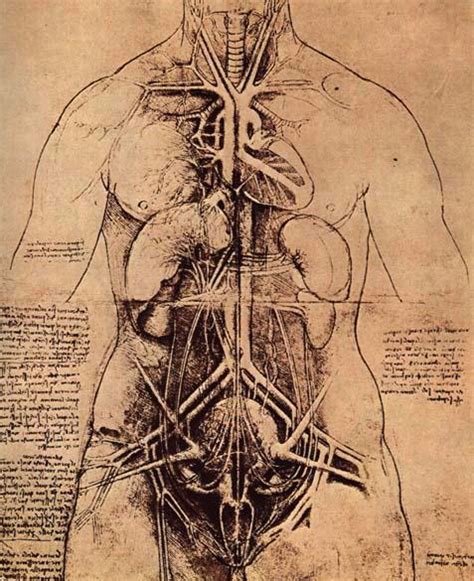 The Anatomical Drawings of Renaissance Man, Leonardo da Vinci | Open Culture