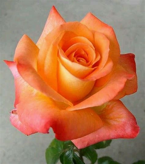 roos Rose Orange, Orange Flowers, Amazing Flowers, My Flower, Beautiful Roses, Flower Power, Red ...