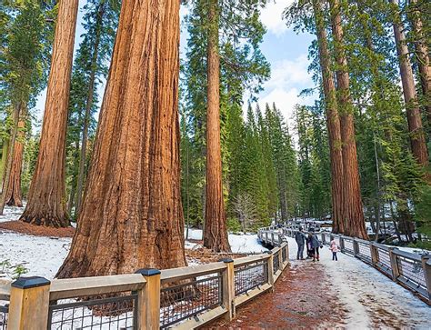 Why California's Mariposa Grove Must Be Saved - WorldAtlas