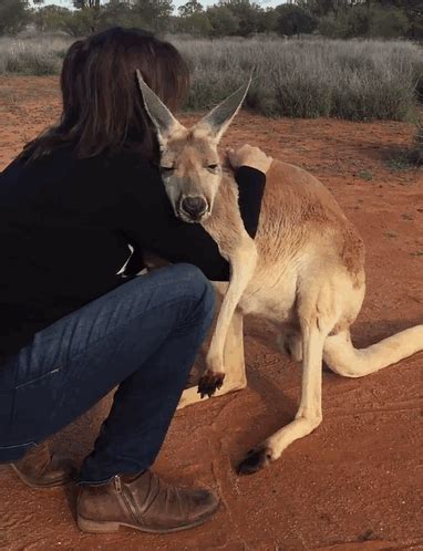 Rescued Kangaroo Hugs Her Rescuers Every Day, And The Internet Can’t ...