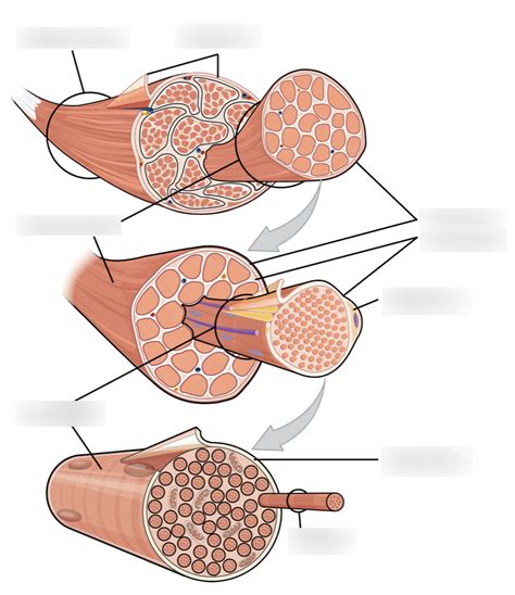 Diagram of Skeletal Muscle | Quizlet