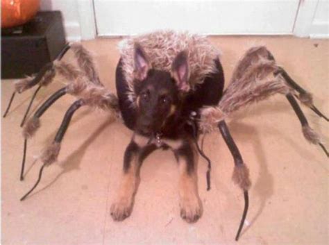 Spider-Dog, Spider-Dog - Neatorama