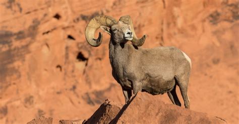 The Longest Tunnel in Nevada Is a Modern Miracle - A-Z Animals