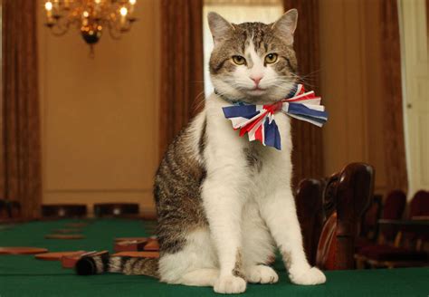 Larry the Cat outlasts fourth U.K. prime minister : NPR