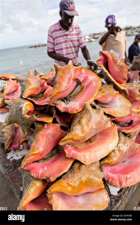 Live fresh conch at the fresh fish market Montagu beach Nassau Stock Photo: 68335806 - Alamy