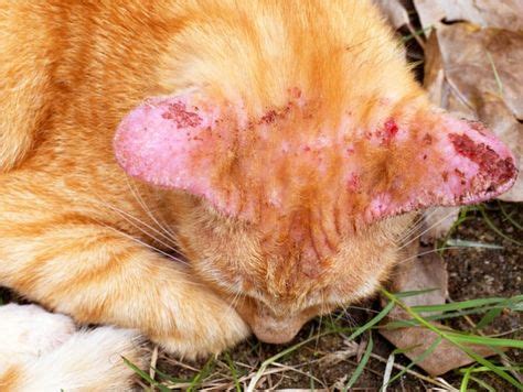 Pin by Cat-World on Scabs on cats | Ringworm in cats, Cat ringworm