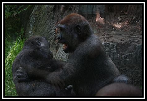 Baby Gorilla's Playing by pikab2001 on DeviantArt