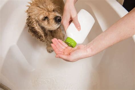 Best Dog Shampoo For Dry Skin - OodleLife®