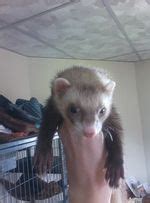 Ferret Colors - Ferret Edu