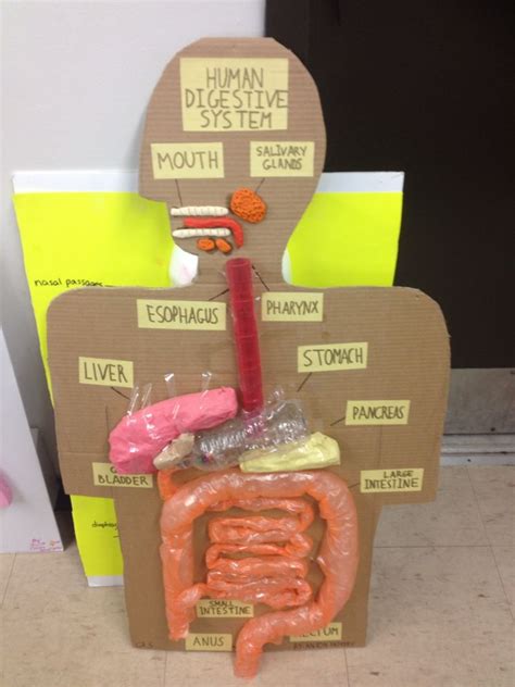 Grade 5 science, human organ model using recyclable materials | Human body systems projects ...