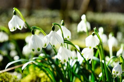 January birth flower: Carnations & Snowdrops - Growing Family