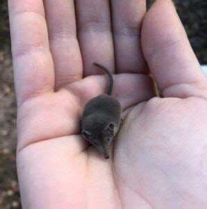 14 Etruscan Shrew Facts - Fact Animal