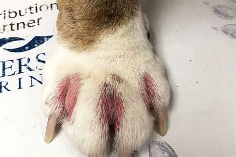 What Do Dog Paw Allergies Look Like: Unveiling Canine Skin Reactions