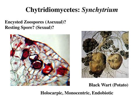 PPT - Cellular Slime Molds: Dictyostelium PowerPoint Presentation, free ...