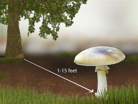 Mushroom Identification By Photo