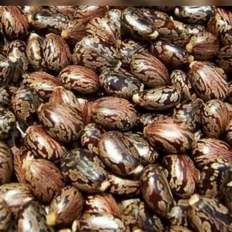 Castor Seeds, Pack Size: 25 Kg at Rs 100/kilogram in Mumbai | ID: 19628143288