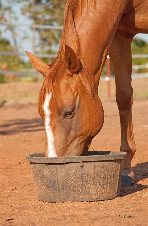 Recommended Diet For Horses | www.naturalhorse.co.nz