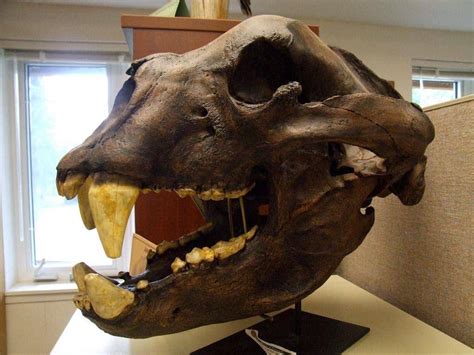 Giant Short-Faced Bear (Arctodus Simus) Profile | Message Board