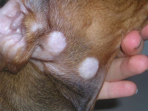 Ringworm in dogs - symptoms, treatment at home